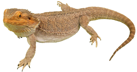 Bearded Dragon Png Photos (black)