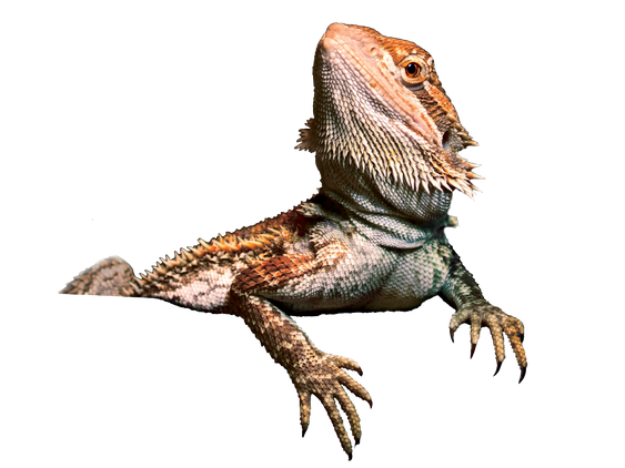 Bearded Dragon Png Transparent Image (black)