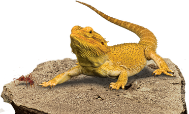 Bearded Dragon Transparent Background (black, gray)