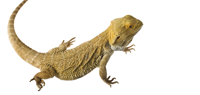 Bearded Dragon Transparent Png (white, salmon)