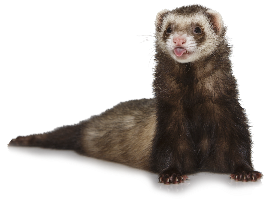 Weasels Png File (black, gray)