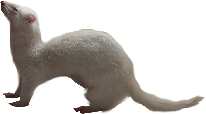 Weasels Png Free Download (black, gray)