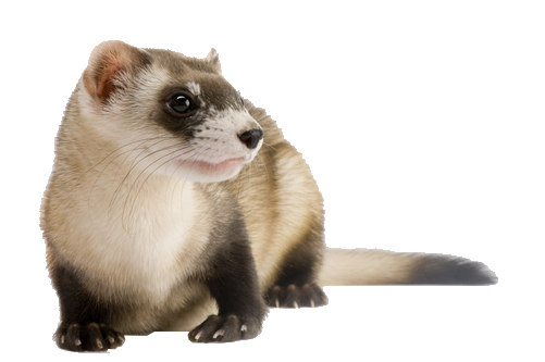 Weasels Png Hd Isolated (black, gray, silver)