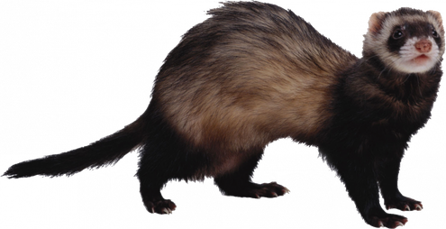 Weasels Png Image (black)