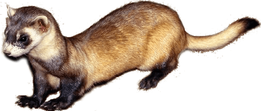 Weasels Png Isolated File (gray)