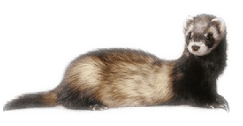 Weasels Png Isolated Photo (gray, silver, white)