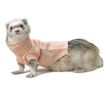 Weasels Png Photo (black, silver, white)