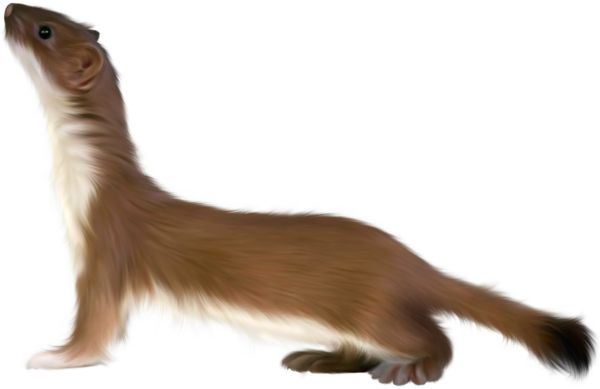 Weasels Png Photos (olive, black)