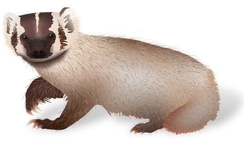 Weasels Png Transparent (black, gray, silver)