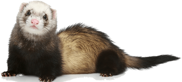 Weasels Transparent Png (black)