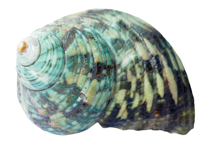 Seashell Download Png Image (black, lavender)