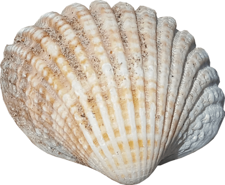 Seashell Png Clipart (black, beige, silver, gray)