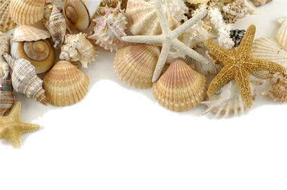 Seashell Png Free Download (black, beige, chocolate, gray)