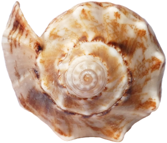 Seashell Png Hd Isolated (black, gray)