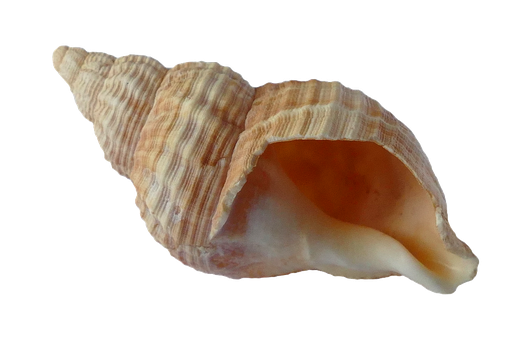 Seashell Png Isolated File (black, maroon)