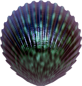 Seashell Png Isolated Image (black)