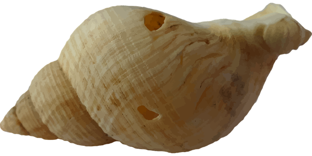 Seashell Png Isolated Photo (black, maroon, olive)