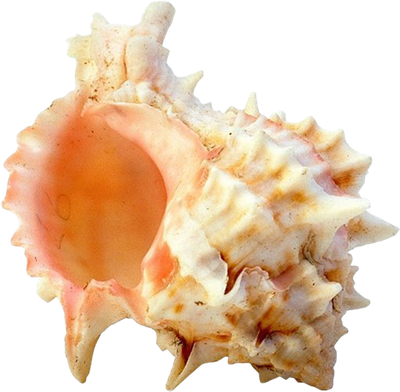 Seashell Png Isolated Pic (black, pink)