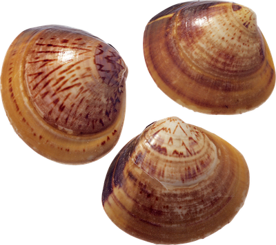 Seashell Png Isolated Transparent Picture (black, chocolate, maroon)