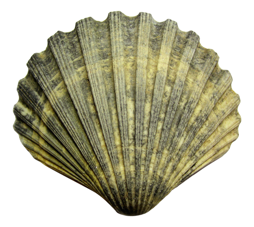 Seashell Png Photos (black, gray)