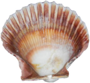 Seashell Png Pic (black, beige, lavender, silver)