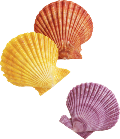 Seashell Transparent Isolated Images Png (black, salmon, orange, chocolate, gray)