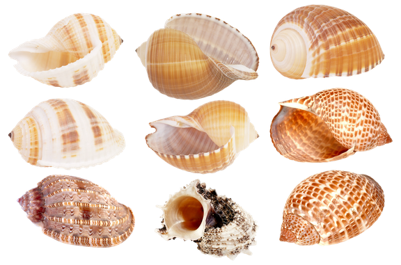 Seashell Transparent Png (black, beige)