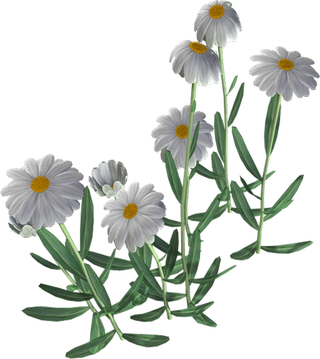 Beautiful Camomile Flower Png (black, silver)