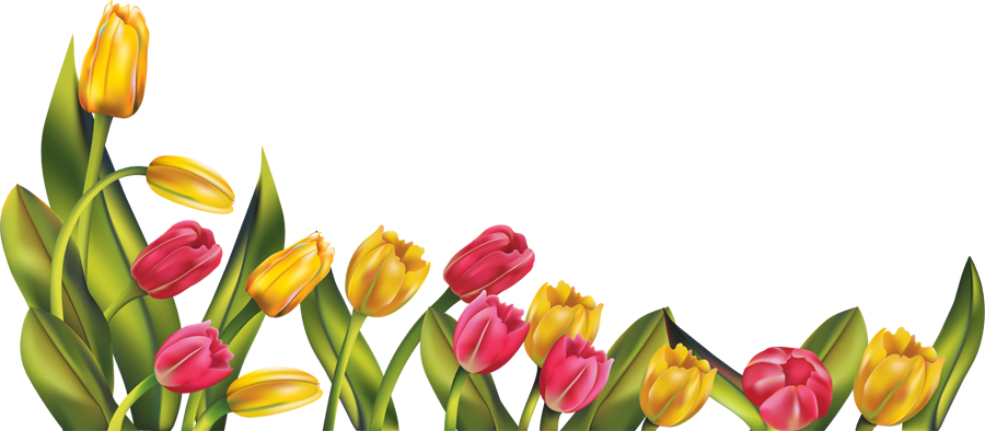 Beautiful Tulip Png (gold, salmon, pink, white)