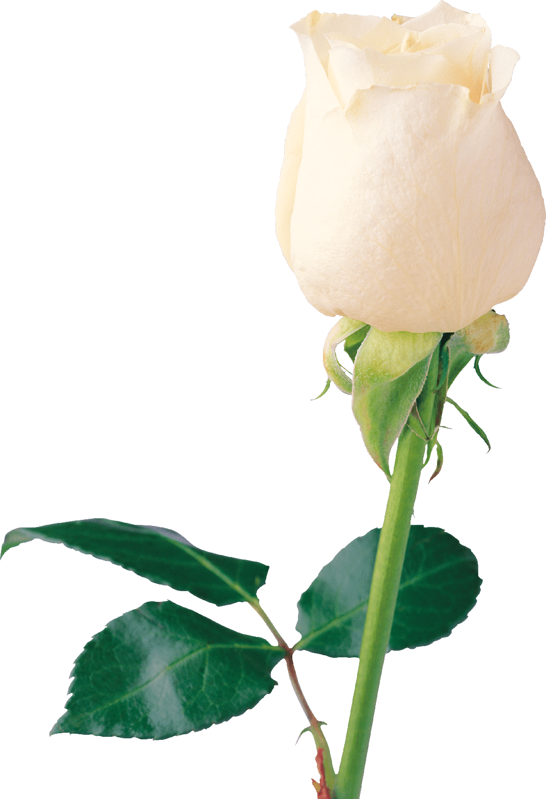 Beautiful White Rose Png (green, black, beige)