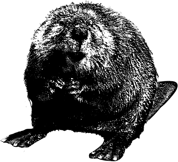 Beaver Png Clipart (white, black)