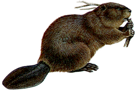 Beaver Png Picture (black, gray)