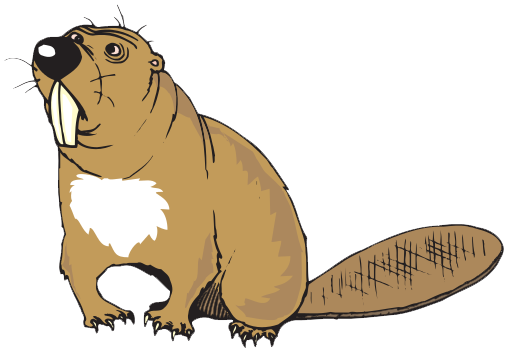 Beaver Transparent Background (white, salmon, gray)