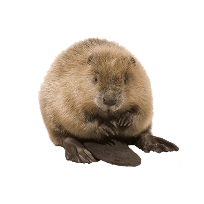 Beaver Transparent Png (gray)