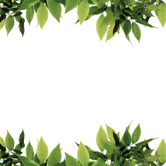 Leaves Border Png Hd Isolated (gray, olive, black)