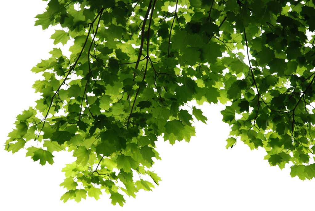 Leaves Png File (black, green)