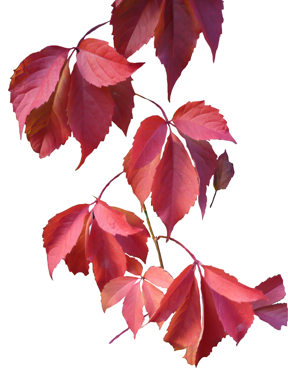 Leaves Png Image (black)