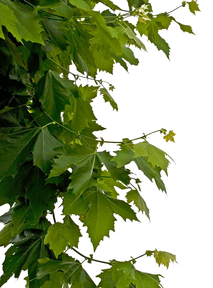 Leaves Png (black, white)