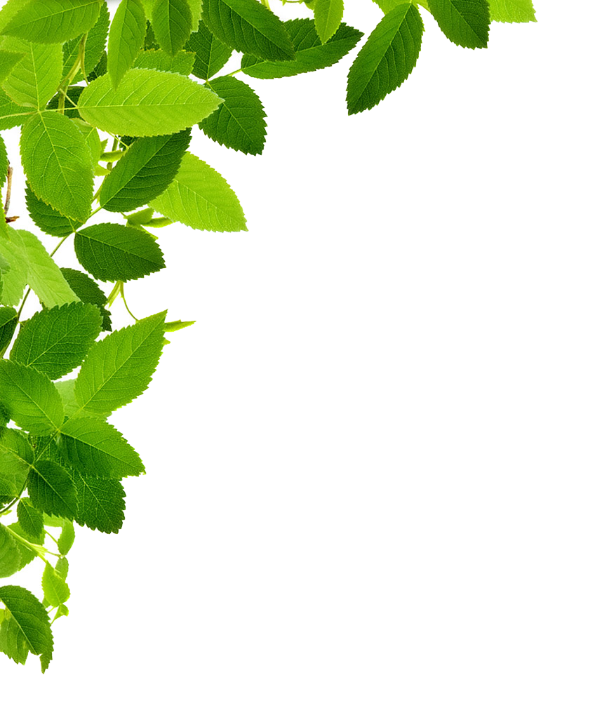 Leaves Transparent (olive, green, white)