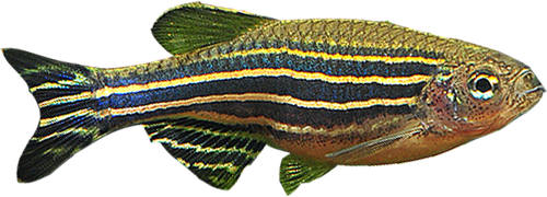 Zebra Fish Png Hd Isolated (black)