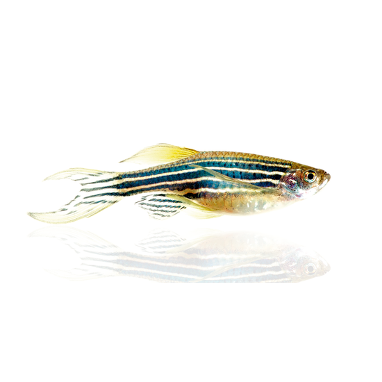 Zebra Fish Png Isolated Hd (black, white, gray)