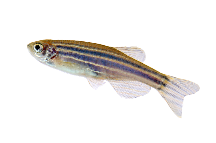 Zebra Fish Png Photo (black, lavender)