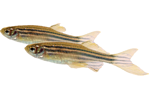 Zebra Fish Png Photos (black, olive, chocolate, gray)