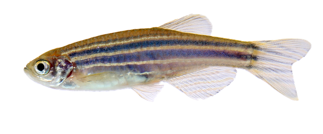 Zebra Fish Png Picture (black, silver, gray)