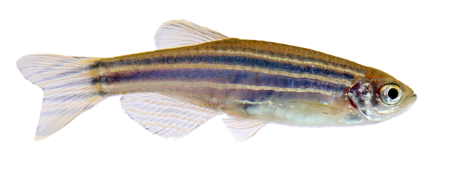 Zebra Fish Png (black, silver, lavender)