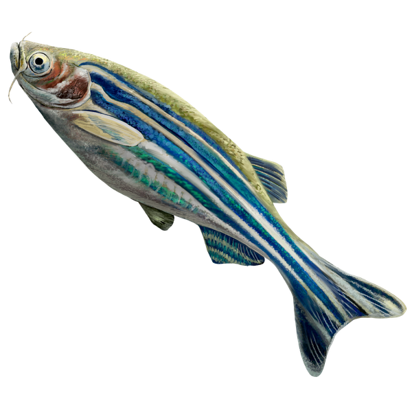 Zebra Fish Transparent Png (black, silver, gray)