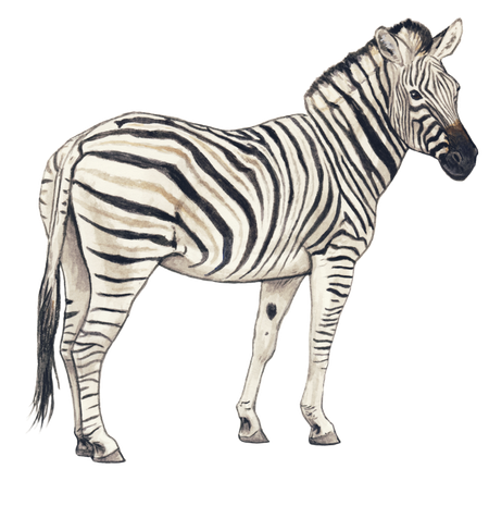 Zebra Png Clipart (black, beige)