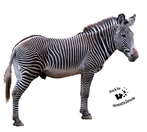 Zebra Png Download Image (black)