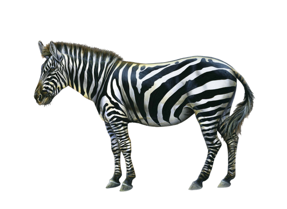 Zebra Png Hd Photo (black, gray)