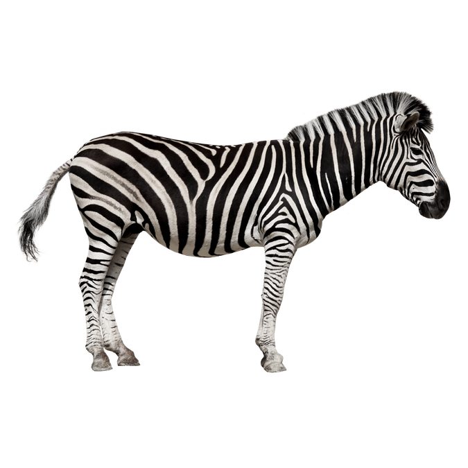 Zebra Png Image Hd (black)